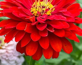 Zinnia Benary’s Giant Deep Red zinnia seeds 40