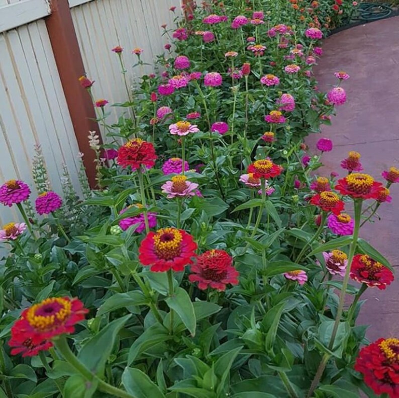 Zinnia lilliput mix seeds 25 Etsy