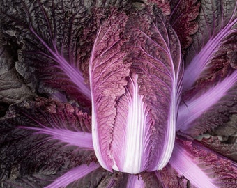 Cabbage Chinese merlot seeds 50