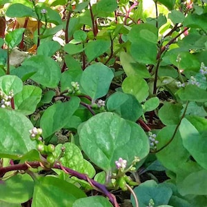 Spinach Red Malabar non-GMO Open pollinated seeds 30