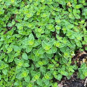 Thyme heirloom herb seed 100