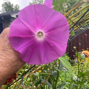 Morning glory Kurenai heirloom flower seed 15