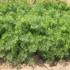 Dill Teddy bear seed 50