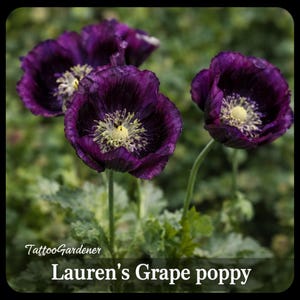Lauren's Dark Grape papaver (erfstukzaden)