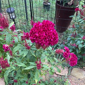Celosia Mammoth Magenta organic seeds 25
