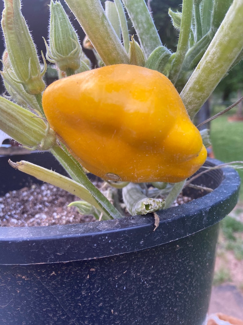 TattooGardener Lemon Sun Patty Pan Squash Seeds - Thumbnail 2