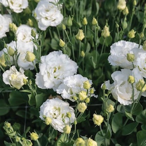Lisianthus Corelli Sugoi White Pelleted Flower Seed 25