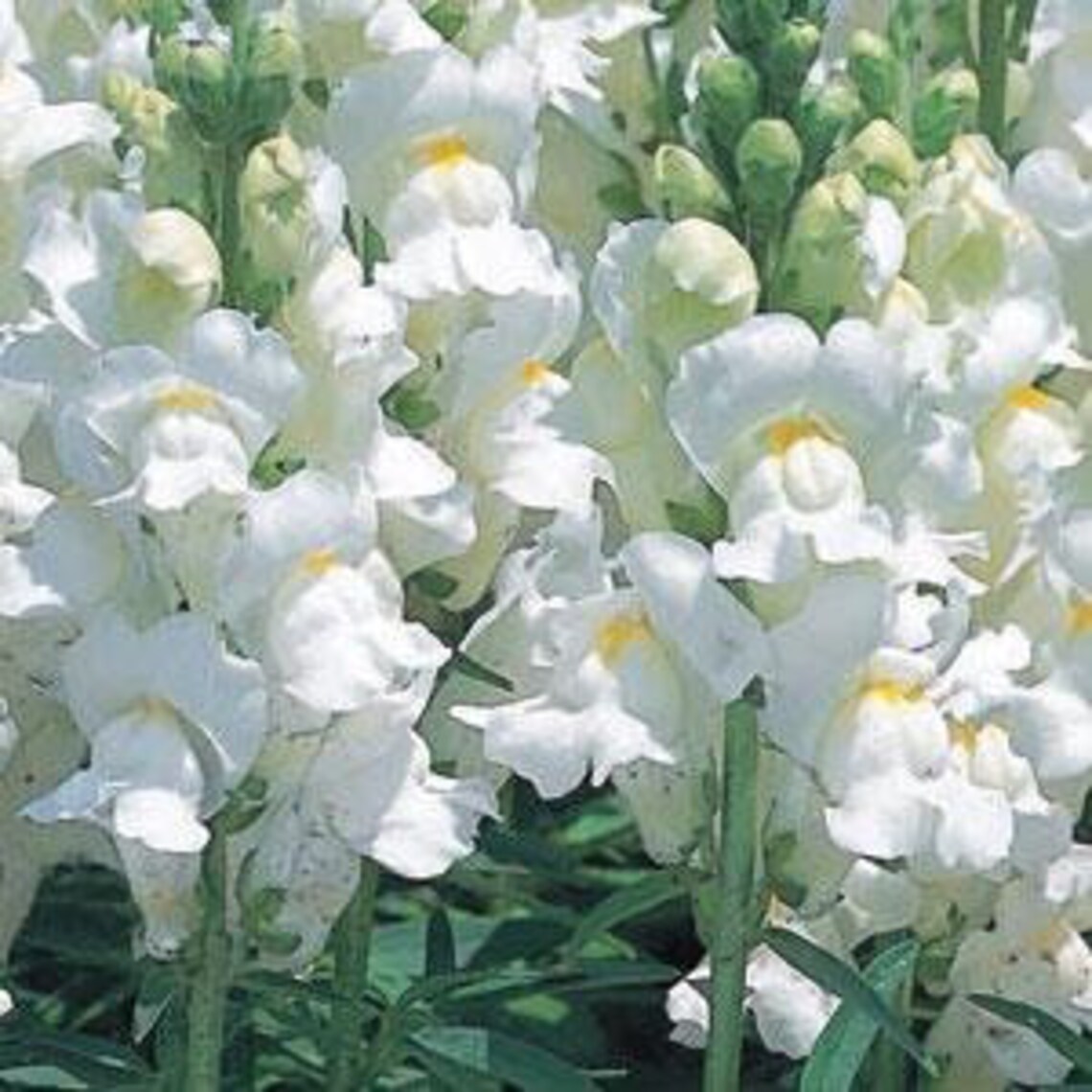 Snapdragon White Rocket Flower Seeds 25 Etsy UK