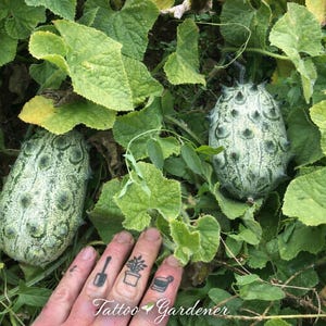 Cucumber jelly melon  heirloom seeeds