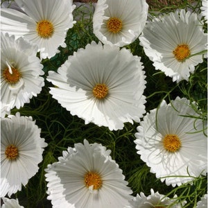 Cosmos cupcakes white 25