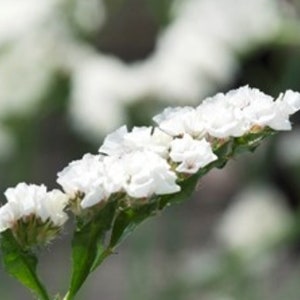 White Dried Statice Flowers White Limonium Bouquet White Statice