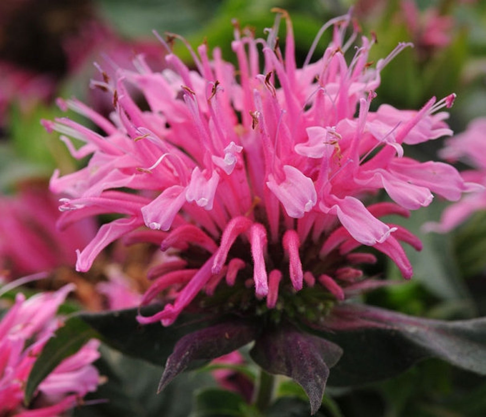 Balm bee