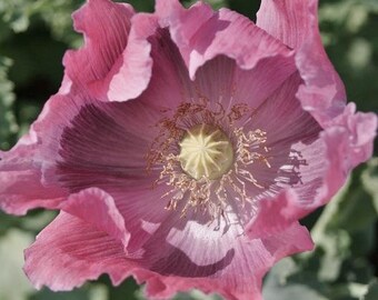 Mohn der Riesenrassel Mohnsamen Erbstück Samen 50