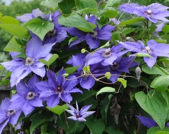 Clematis happy jack purple flower seed 10