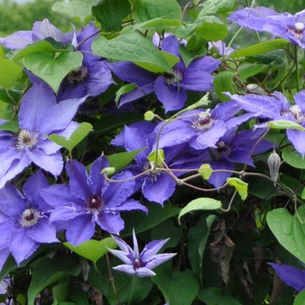 Clematis happy jack semilla de flor púrpura 10