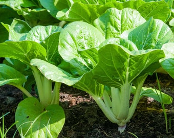 Cabbage Chinese Nagasaki heirloom seeds 35