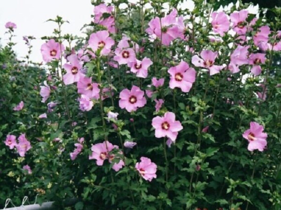 Rose of Sharon Pink Bush Seeds 20 Etsy