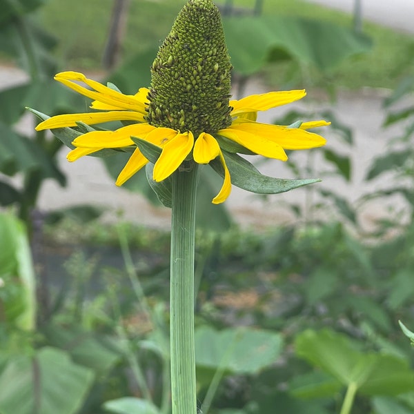 Coneflower Giant Rudbeckia Maxima flower seed 30