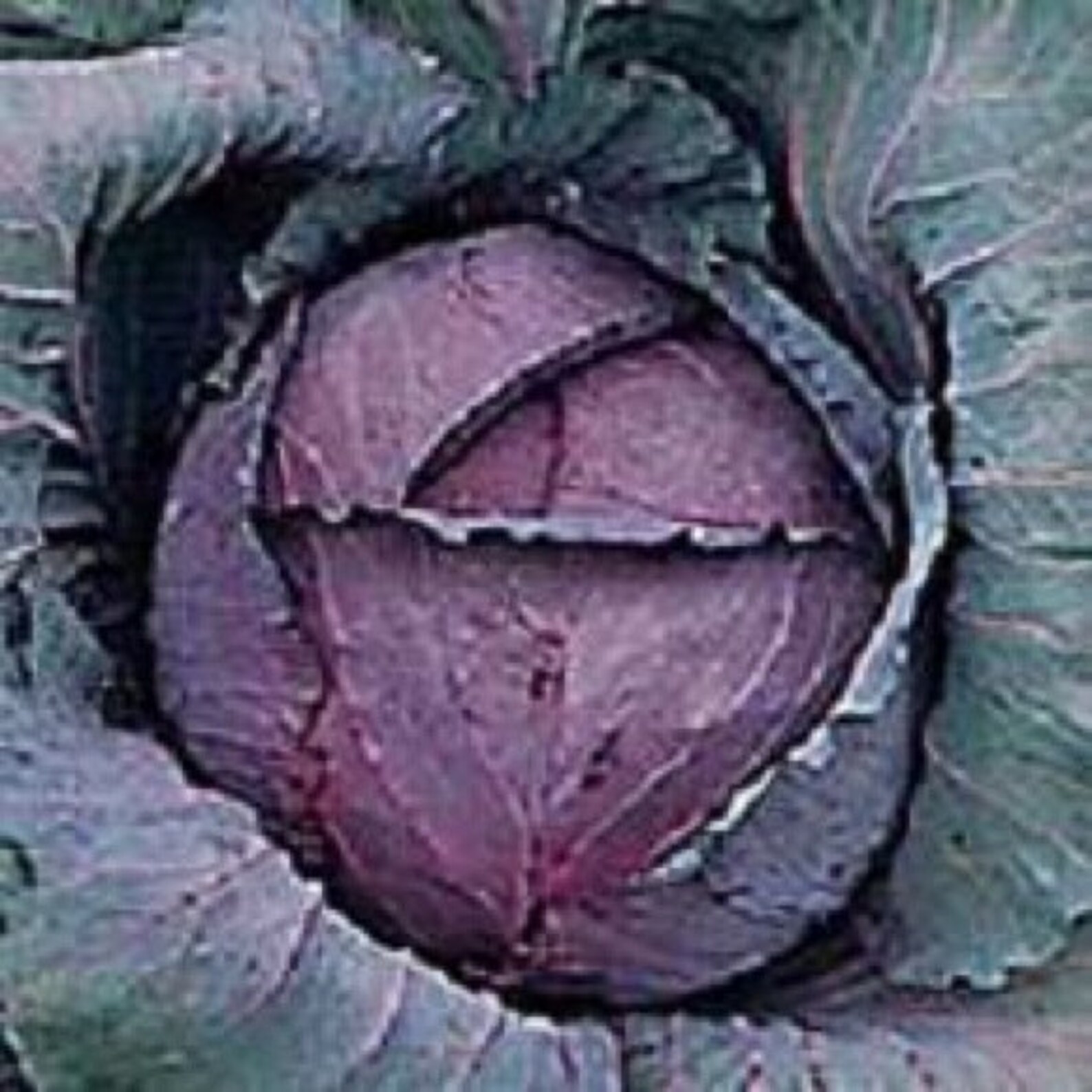 Ruby Vegetable Cabbage Ruby Perfection Vegetable Seed 50 - Etsy
