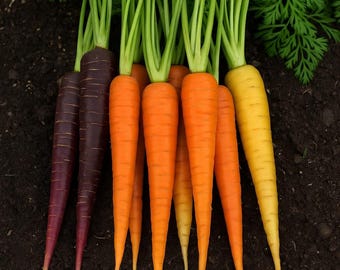 Karotte Regenbogen Mischung Heirloom samen 200
