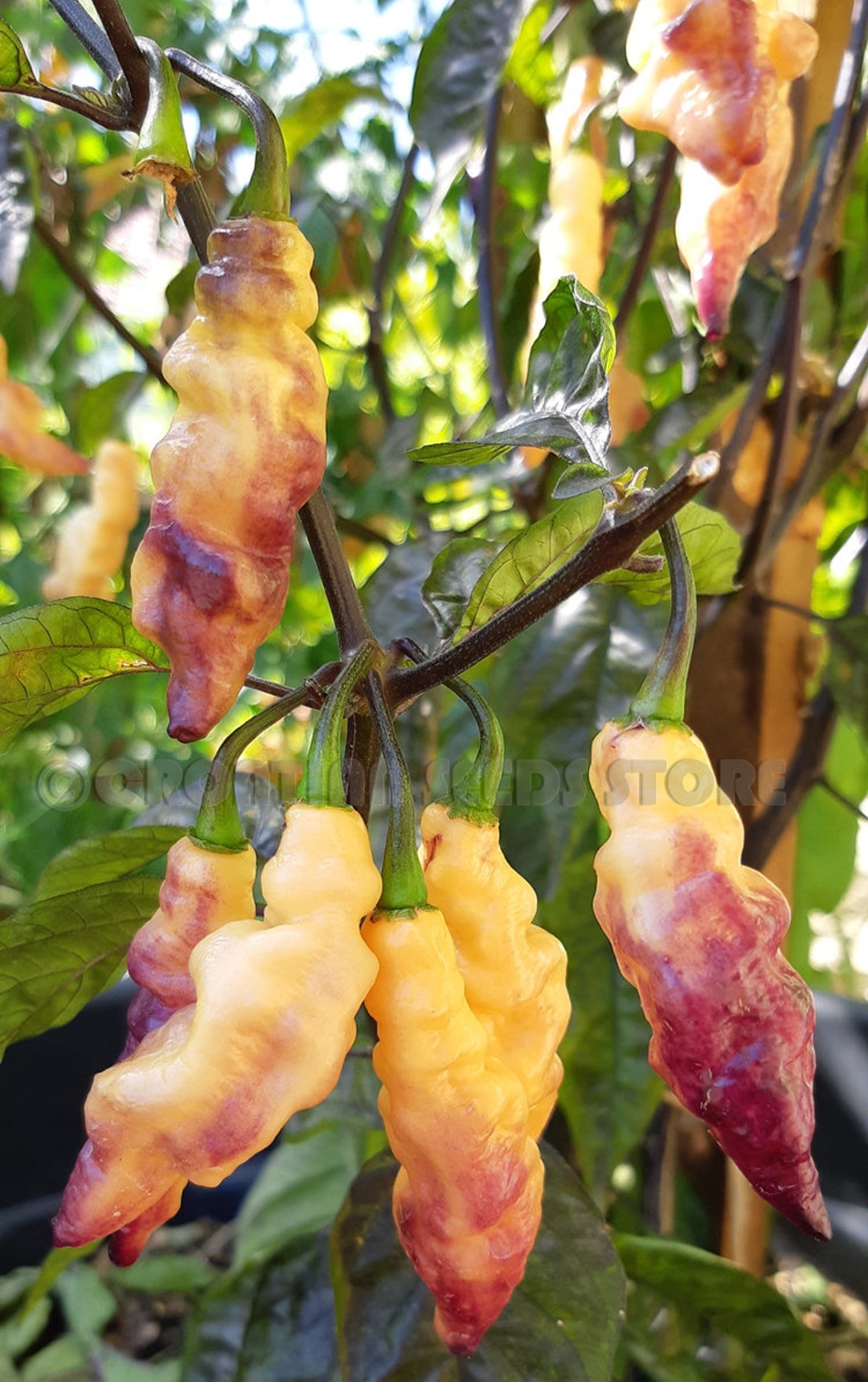 Pepper Pink Tiger Pepper Seeds 15 - Etsy