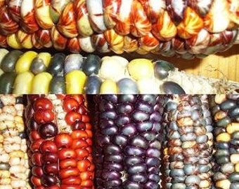 Corn Mandan Bride heirloom vegetable seeds 75