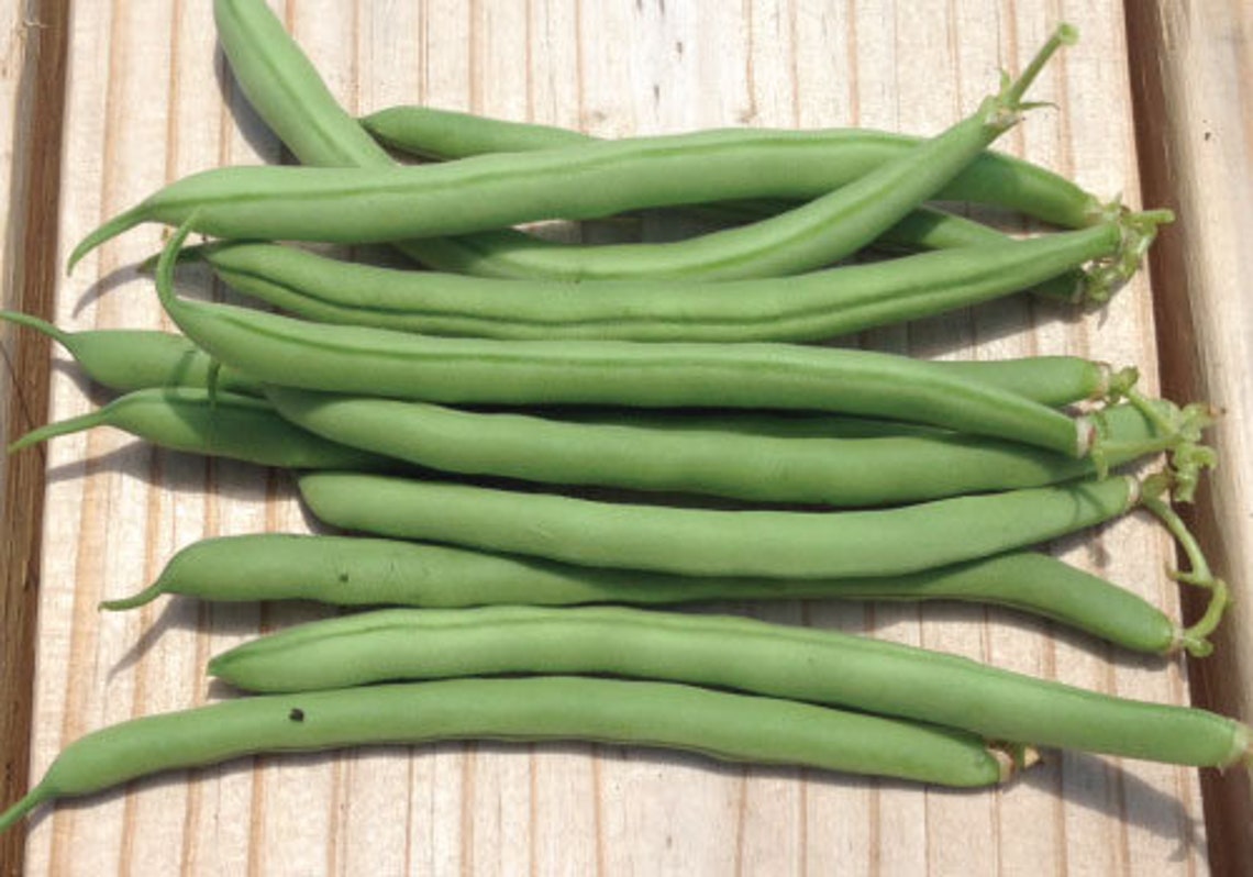 Bean Top Crop bush heirloom seeds 50 Etsy