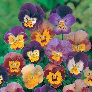 Viola Bambini mixture seed 35