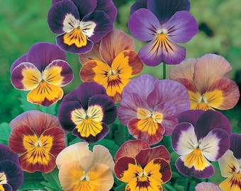 Viola Bambini mixture seed 35
