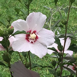 Rose of Sharon bush white and hot pink seeds 20