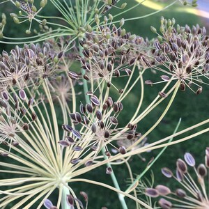 Dill Banquet dill seeds 100