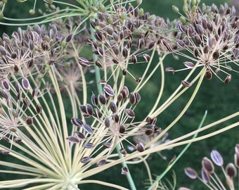 Dill Banquet dill seeds 100