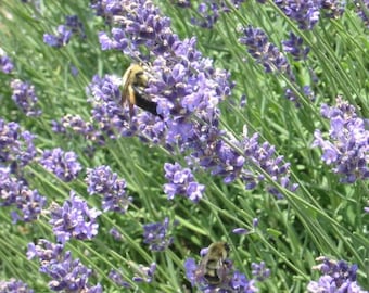May include: A close-up of lavender flowers in full bloom, with vibrant purple blossoms and green stems. Two bees are visible, one on the top left and one on the bottom right, gathering nectar. The image captures a sunny day in a garden.