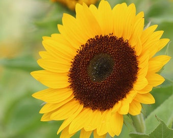 Sunflower sunrich summer Provence Flower seed 25