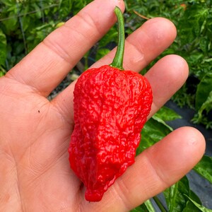 Pepper Bleeding 9 zaden 10