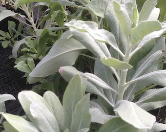 Salvia blanca Salvia Apiana semillas orgánicas 10