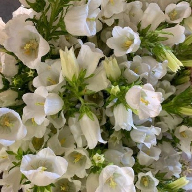 Op de afbeelding: Een boeket witte klokvormige bloemen met groene stelen en bladeren.