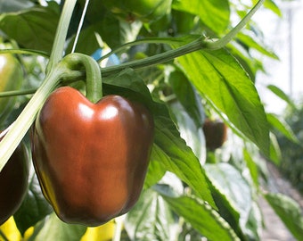 Pepper Chocolate bell pepper seeds 10