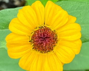 Zinnia Jim Baggetts Choice mix certified organic seed 25
