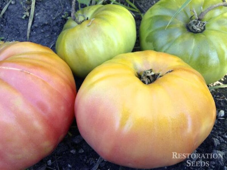 Tomato Giant Belgium Heirloom tomato seeds 20 Etsy