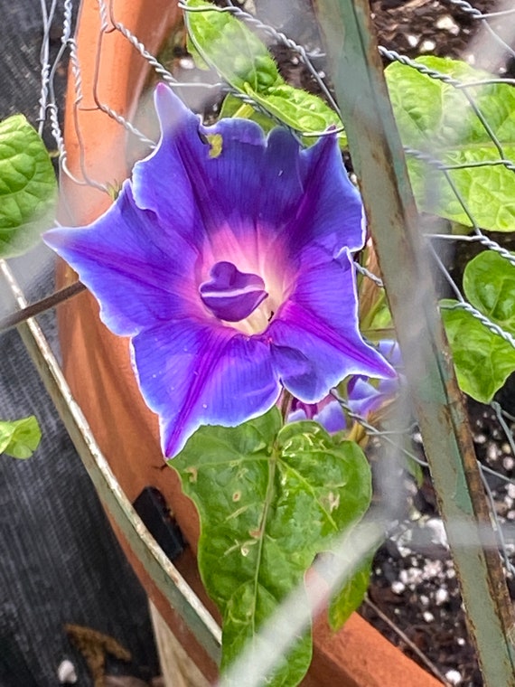 Morning Glory Double Blue (picotee) Flower Seeds 15 - Etsy