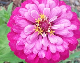 Zinnia Exquisite seeds 50