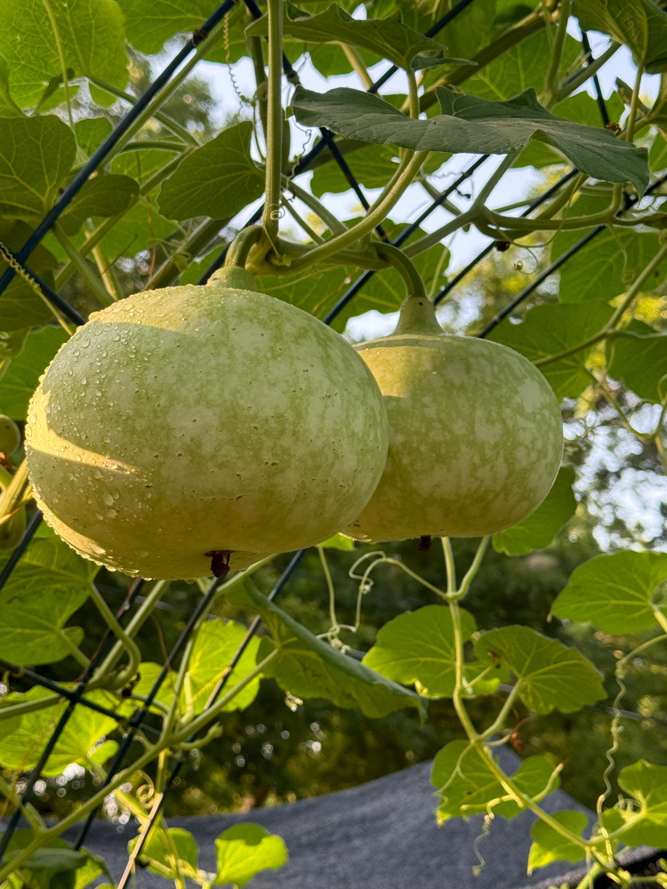 Gourd Tobacco Box Seed 5