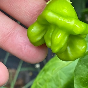 Pepper Jamaican yellow hot pepper seeds 10