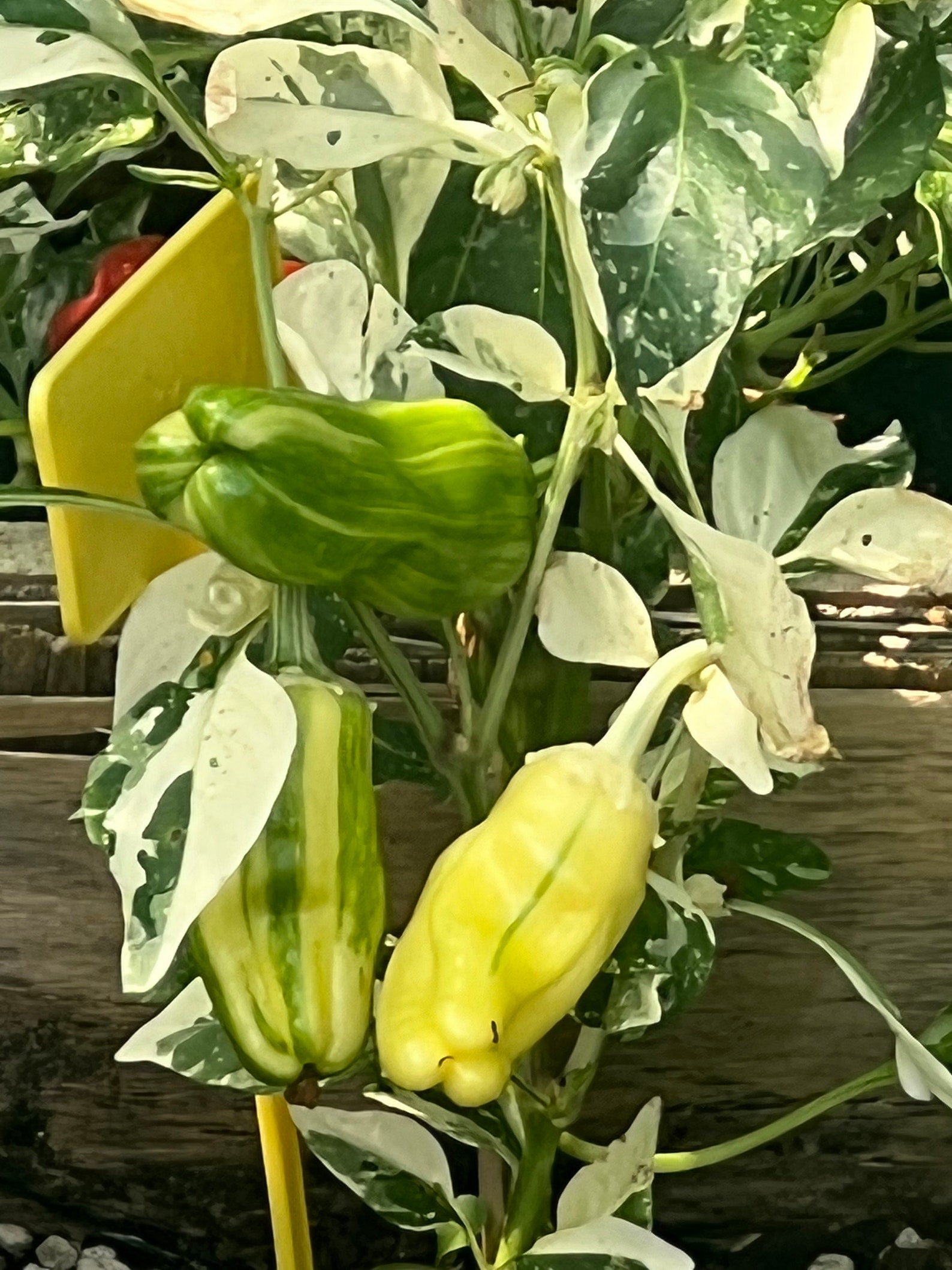 Pepper Candy Cane Pepper Seeds 10 Etsy