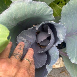 Cabbage Chinese Red seed 25