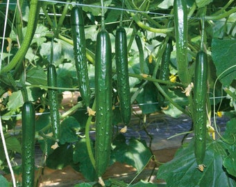 Cucumber Chinese Suyo long Heirloom seeds 25