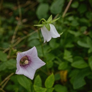 Dang-Shen pilosula organic herb seeds  10