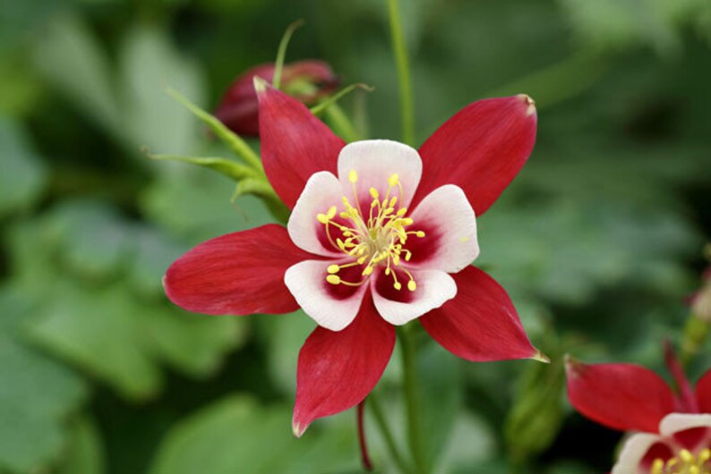 Columbine Early Bird Red Columbine Flower Seeds 10 Etsy