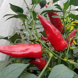 Pimenta Chile De Agua sementes de pimenta 10